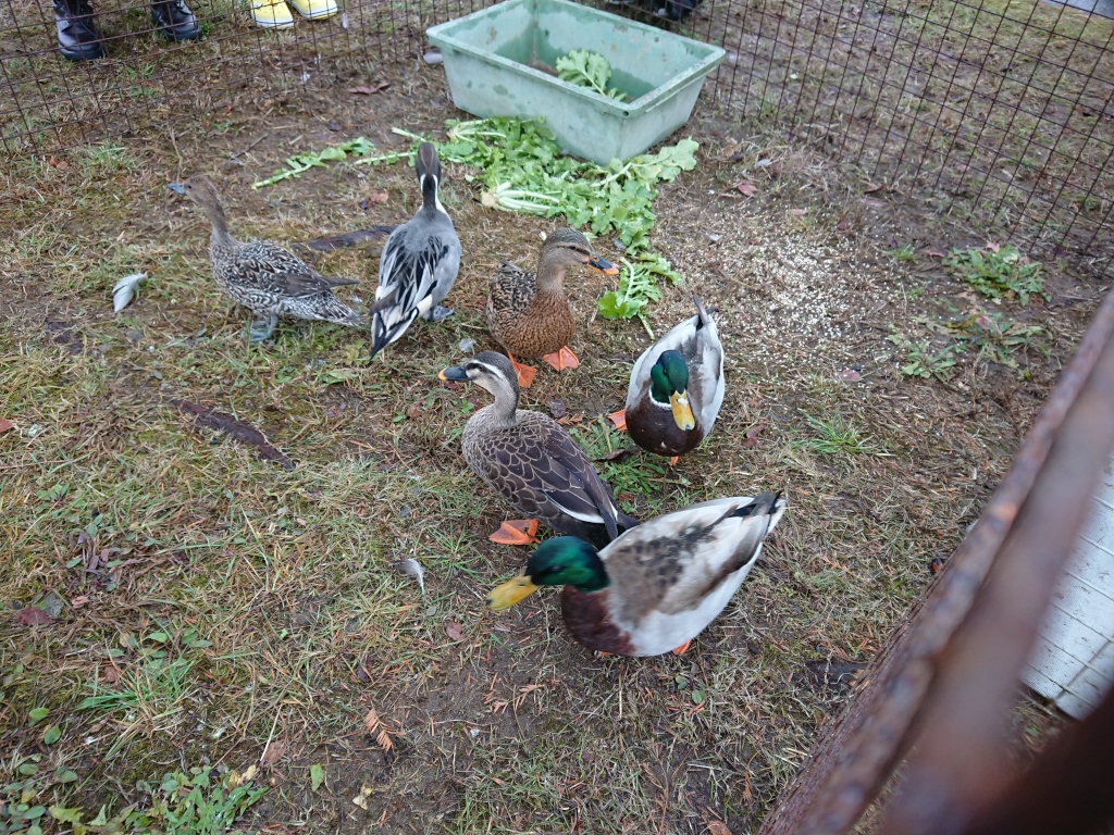 カゴに入れられたカモ