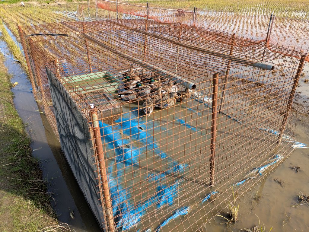 カゴに入れられた呼び鴨